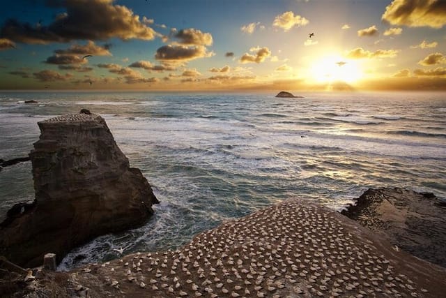 Eco tour to Muriwai Beach & Gannet Colony including transport from Auckland - Photo 1 of 13